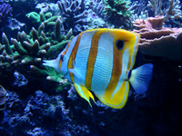 Sea World