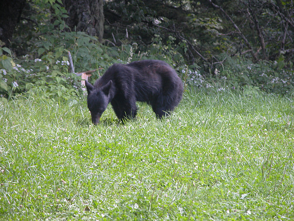 This was the 2nd bear we saw.  Boy we were excited!!