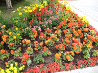 Beautiful flowers can grow because of the midnight sun.