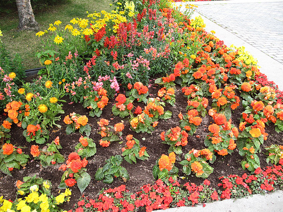 Beautiful flowers can grow because of the midnight sun.