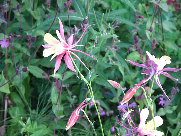 Beautiful flowers growing on the grounds.
