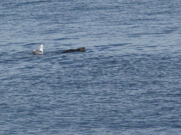 Sea otter playing in the water with a seagull playing tag.