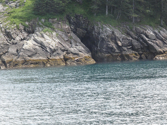 Harbor seals sunning themselves.