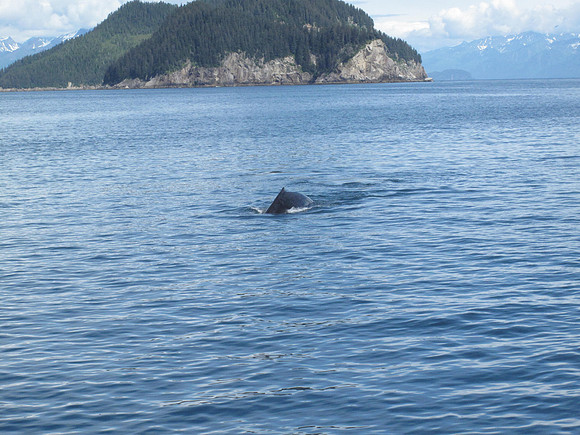 Oh boy, a humpback whale.