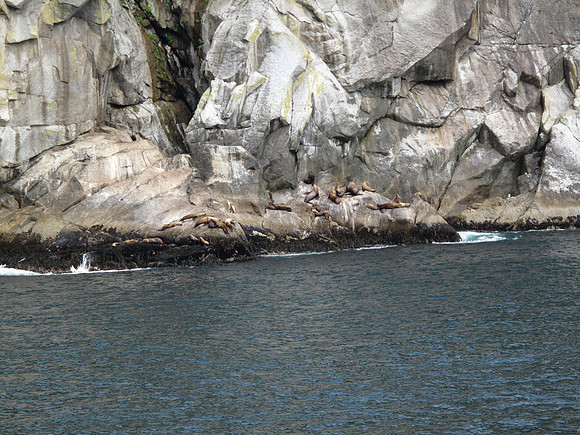 Seal Lions on No Name Island.
