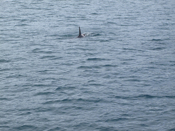 What a surprise we had in store, when 3 orca whales came swimming right towards the boat & went directly underneath it and came out on the other side.  A wonderful show!
