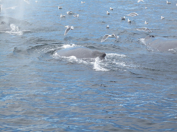 The other surprise in store for us were the bubbling net feeding of the humpback whales.  The whales work as a community to catch fish.  It is amazing to watch.