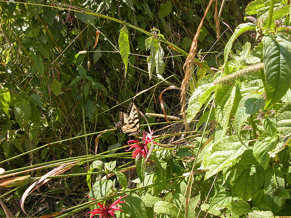 Bee-balm flowers