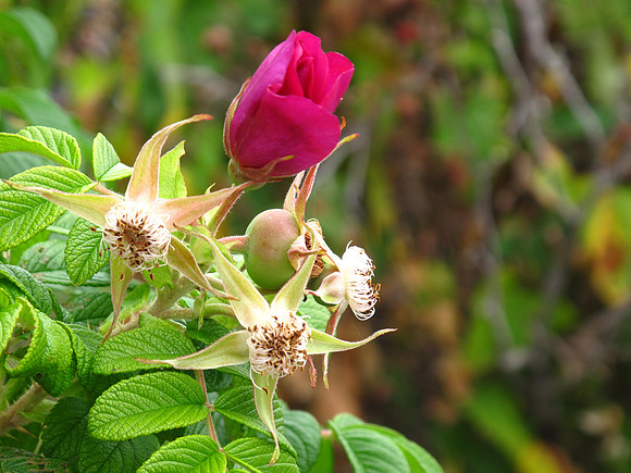 Rugosa rose, blooming late, used to make rose hips.