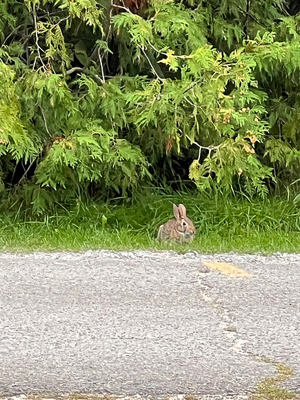 As we sat eating dinner at our picnic table (grilled chicken & veggies), we saw this little bunny.