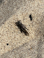 The creature of the day.