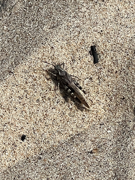 The creature of the day.