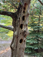 The woodpeckers were very busy on this tree.
