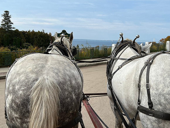 The carriage ride for St Joseph/Lincoln Senior Center begins at the Grand Hotel on Wednesday at 10:30 am.  We snagged a front row.