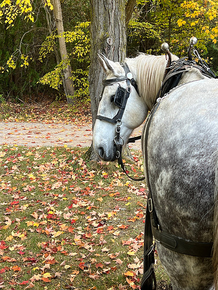The carriage company uses mostly Percheron horses.  They work 4 - 6 hours, then have 24 hours off.