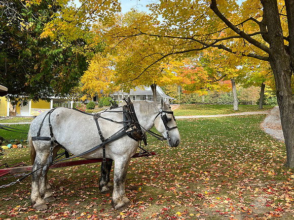 The horses work May through October.  At the end of the season, they get shipped off island to the UP for rest & relaxation.  They work approx. 12-15 years.