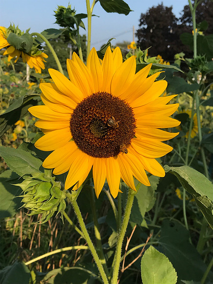 Glorious sunflowers!  A beautiful day, a wonderful weekend!