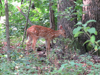 Terri saw movement in the woods, and we found 2 fawns & a their mom.