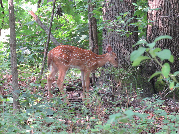 Terri saw movement in the woods, and we found 2 fawns & a their mom.
