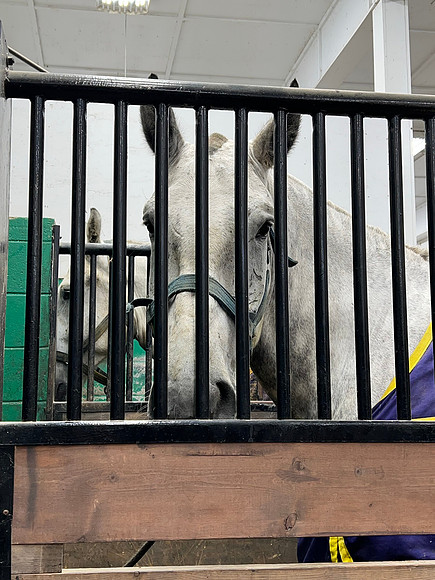 This time we even got to visit a couple horses.