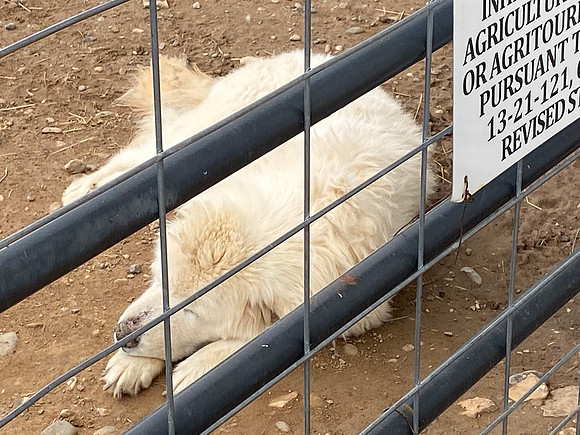 Here is the protector of the animals on the farm.  The owner said you did not want to mess with him.  Doesn't look too ferocious here though.