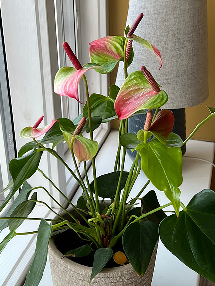 These people loved plants.  Had them everywhere.  I particularly like this plant.  I wondered if they had visited Hawaii.