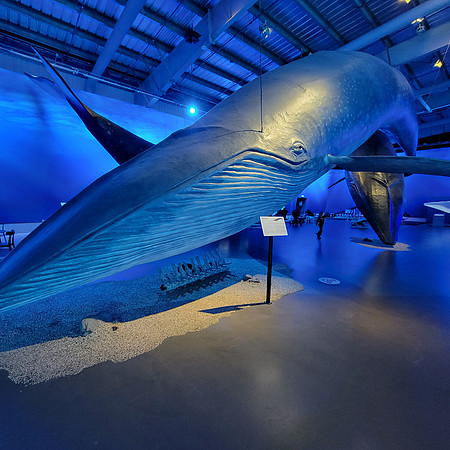 In addition to seeing life-size models, (squishy and soft) we learned from the movie we saw, the danger these great creatures are in from sonar, increase in shipping traffic, & ocean drilling.