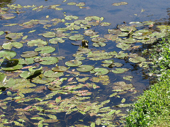 Scenes of the Flat River at the park.