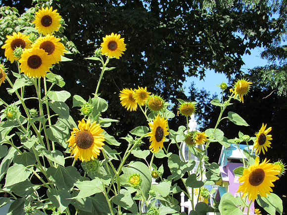 Not only great ice cream, they have sunflowers.