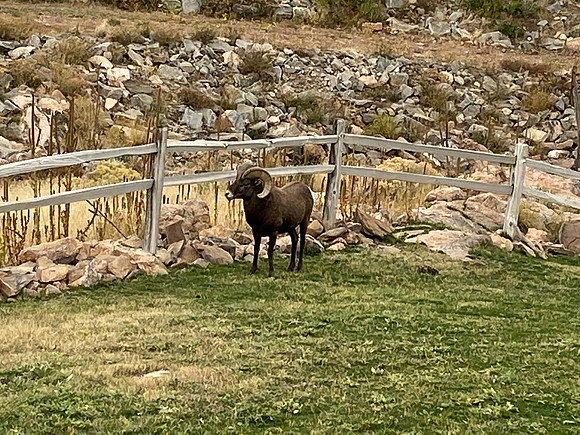 We finally saw the state animal - rocky mountain big horn sheep.