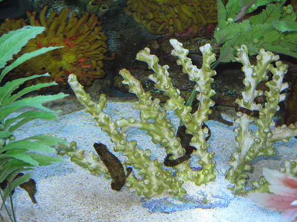 Seahorses