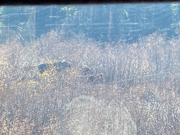 We were excited to see the momma elk with her 2 calves.  This pic is telephoto, through the window, so really bad quality.
