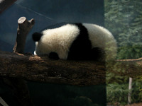 Mei Lan