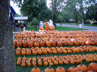 Buying pumpkins