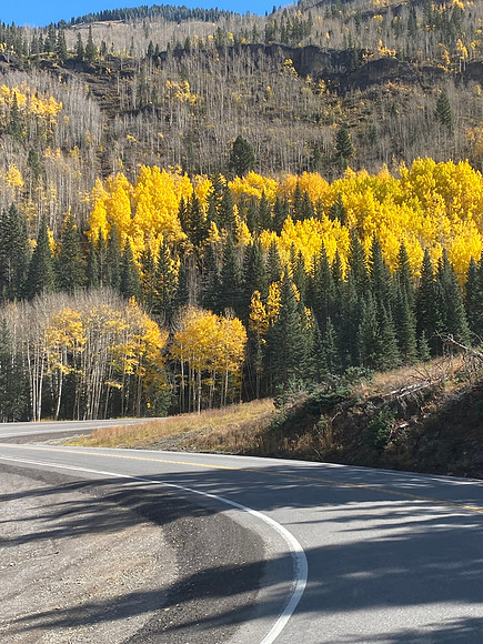 More golden aspen trees.